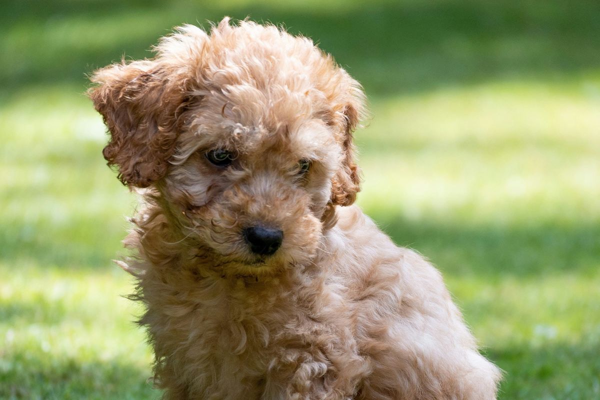 cockapoo, dog, naughty, dog breeds