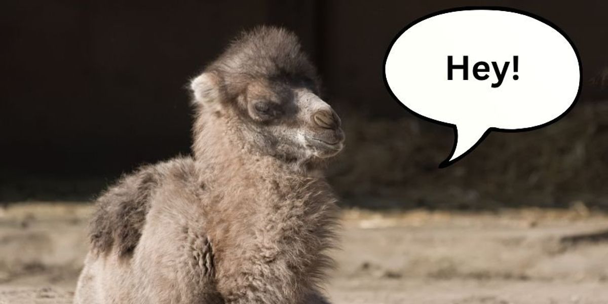 Sweet baby camel greets her caregiver in the most adorable but uncannily human-like way