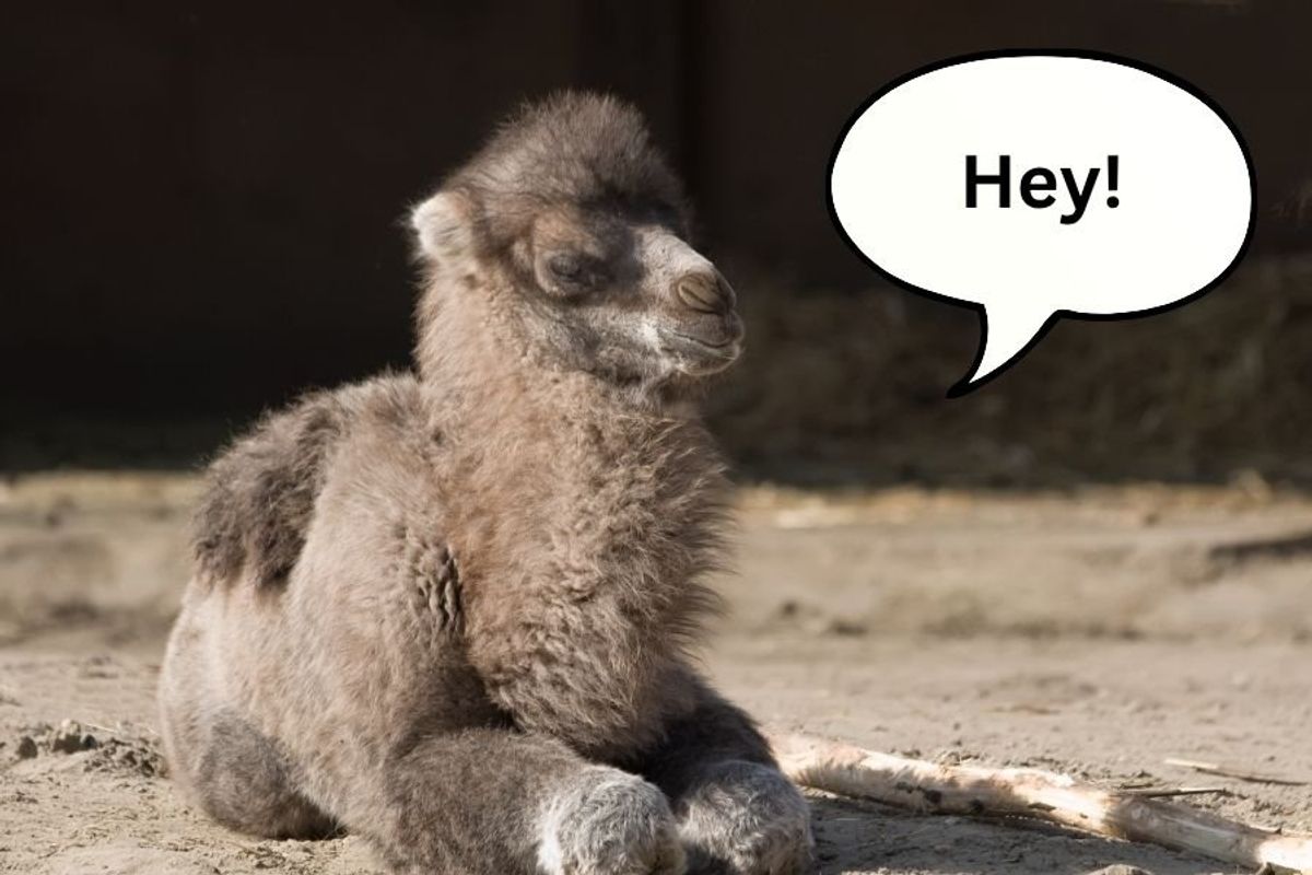 baby camel, baby camel hey, baby animals, baby animal videos, camel farm, cute animal videos