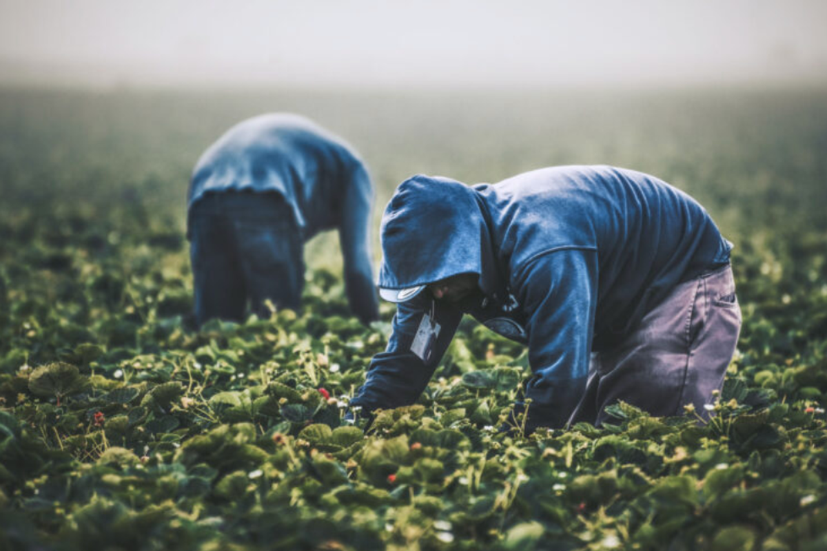 'Changes Are Coming!': Trump Abruptly Admits Farms Rely On Migrant Workers