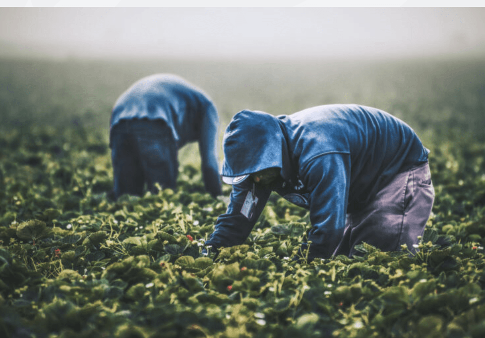 'Changes Are Coming!': Trump Abruptly Admits Farms Rely On Migrant Workers