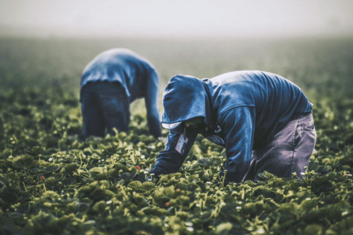 'Changes Are Coming!': Trump Abruptly Admits Farms Rely On Migrant Workers