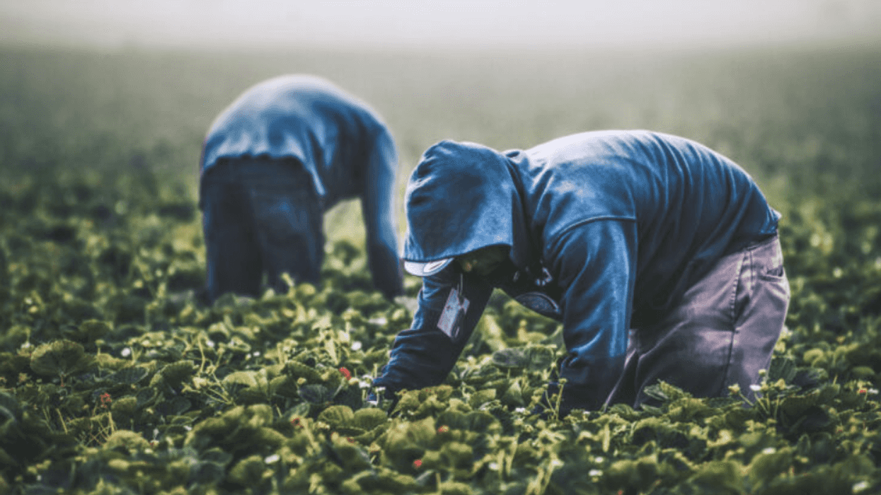 'Changes Are Coming!': Trump Abruptly Admits Farms Rely On Migrant Workers