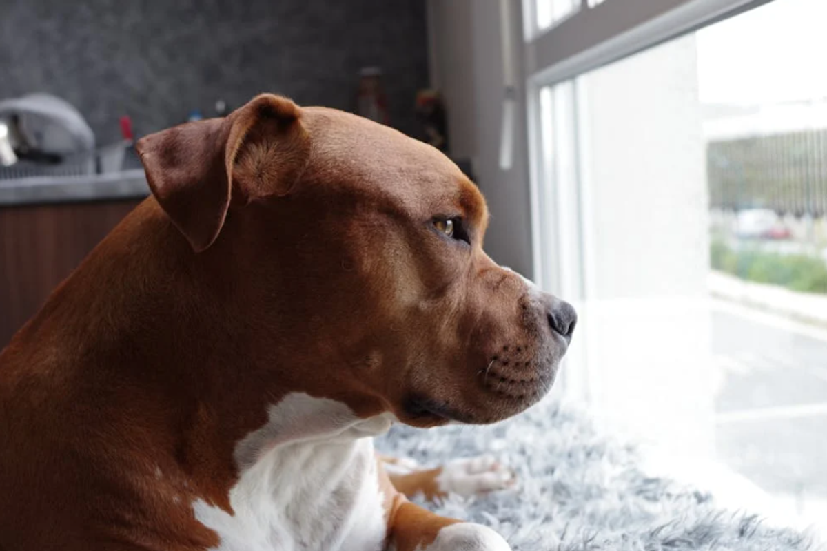 pitbull, dog chores, funny dog videos, dog tricks, dog videos, cute dogs, pets