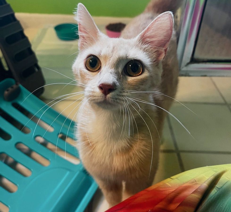 buff cat home