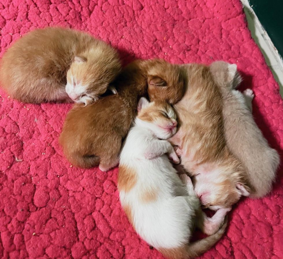 orange newborn kittens