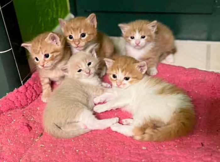 tiny orange kittens
