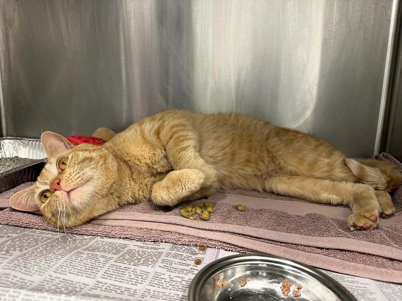 orange tabby shelter cat