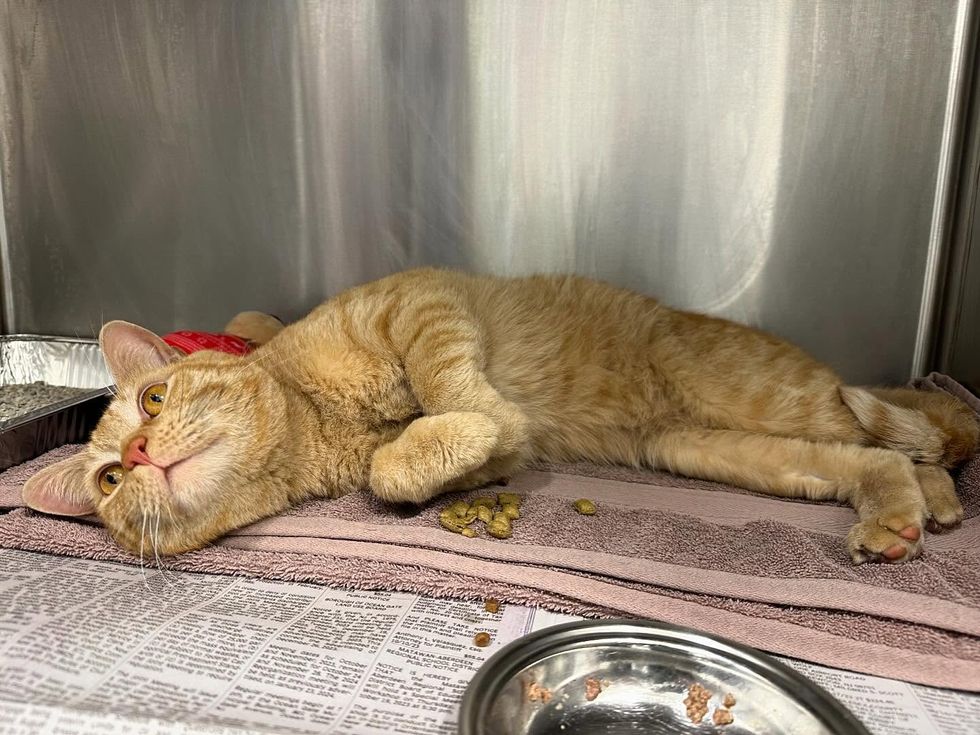orange tabby shelter cat