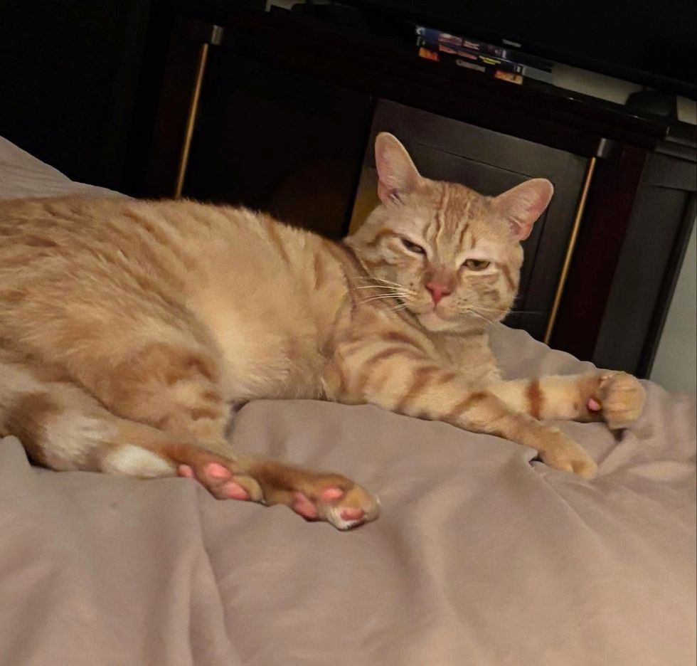 chill orange tabby cat