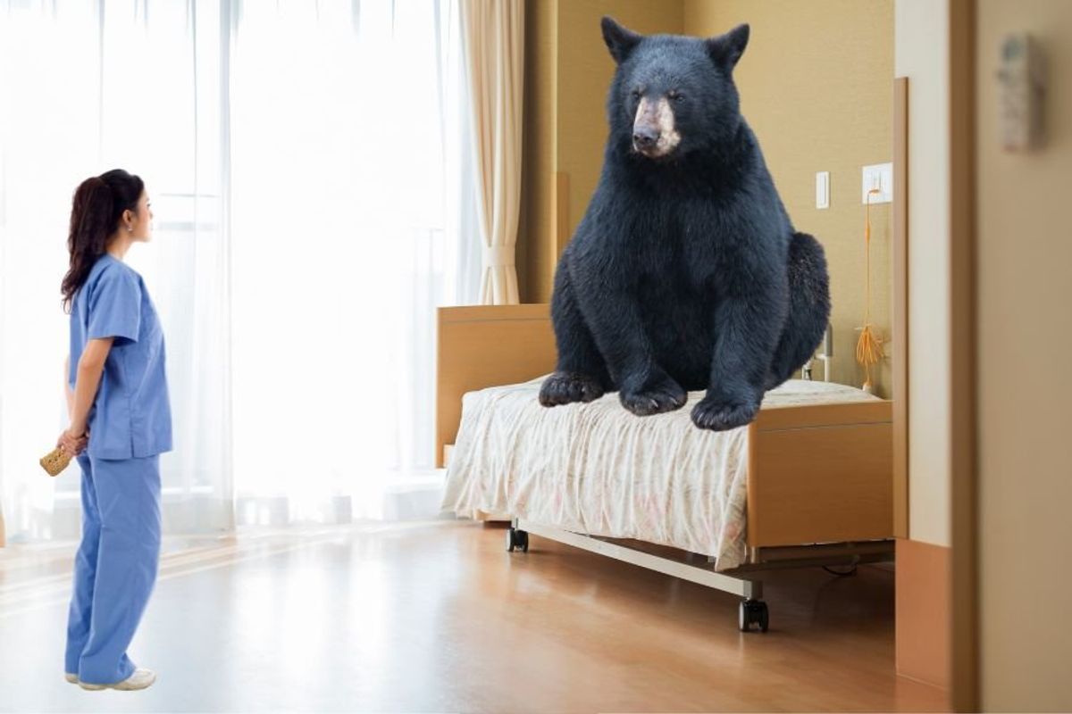 bear; black bear break in; black bear; bear in nursing home; Pittsburgh nursing home