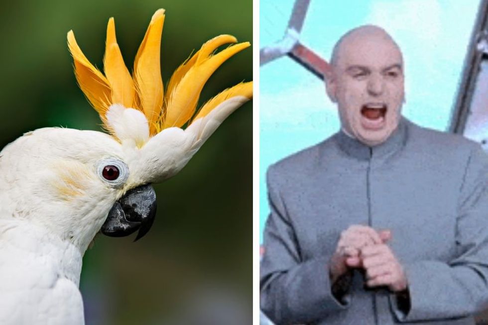 Cockatoo has an incredible maniacal laugh that feels straight out of a movie