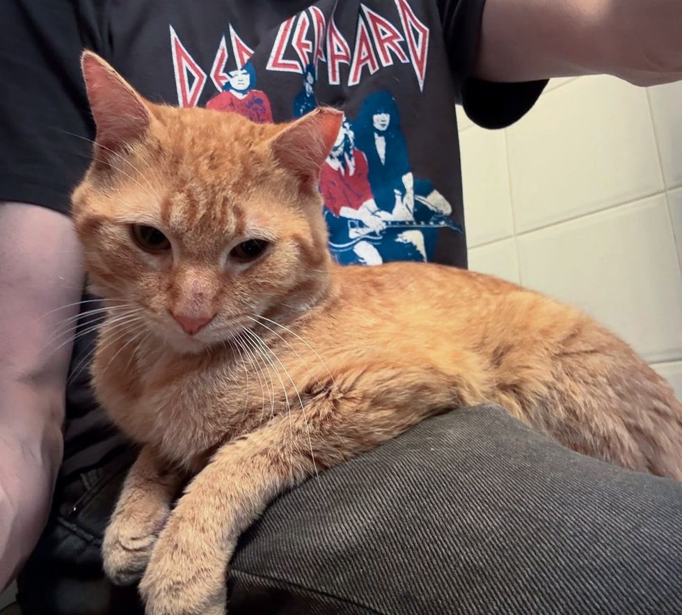 lap cat snuggly