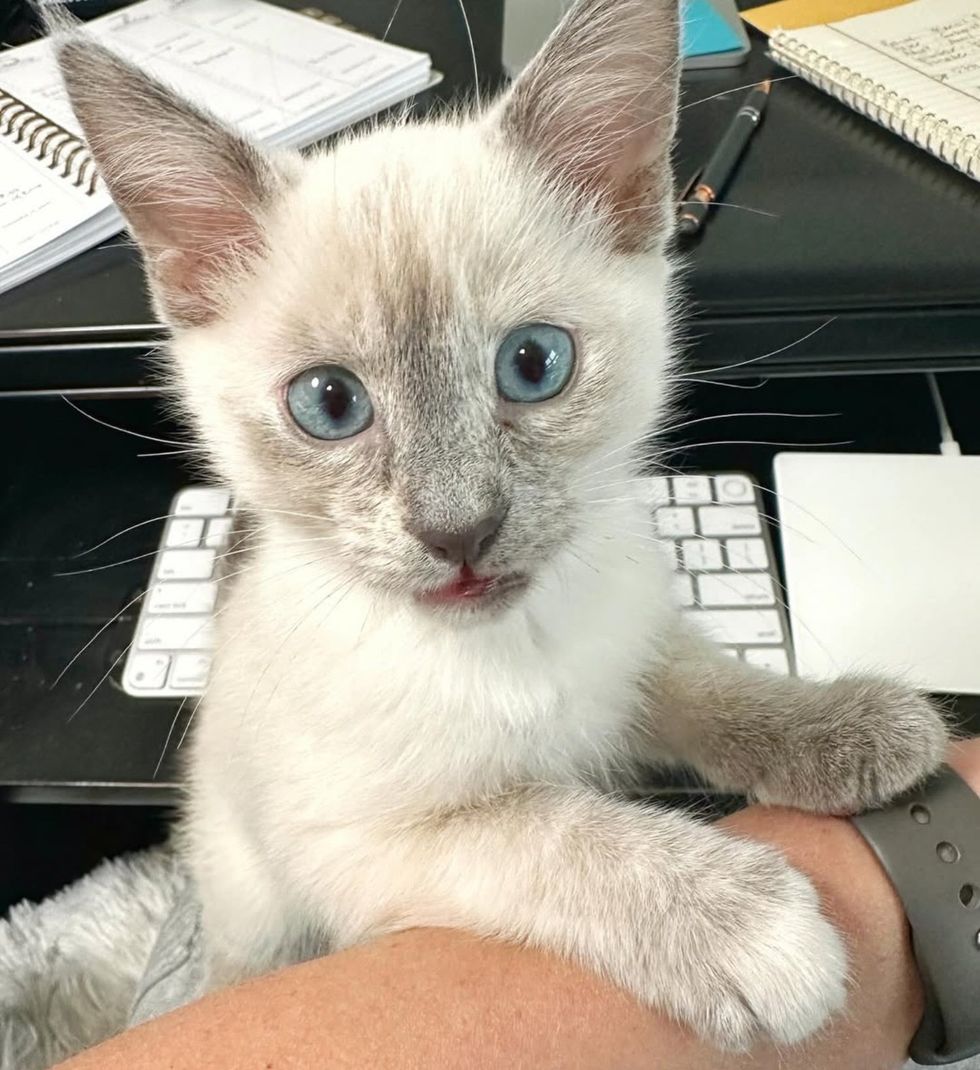 kitten office helper