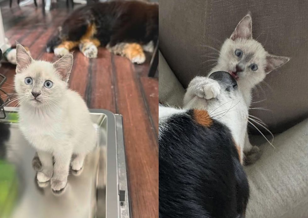 kitten dog friends