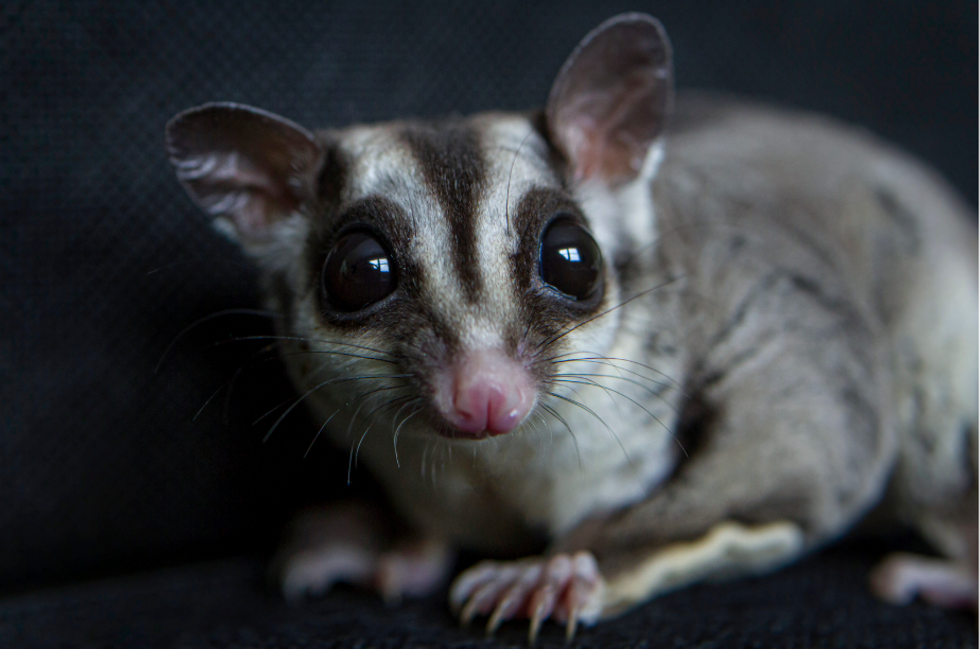 Ecologist 'bursts into tears' seeing endangered gliders using replacement nests