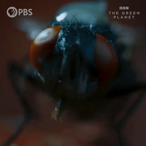 flies; summer; summer pests; get rid of flies; keep flies out; insects; summer activities; summer fun