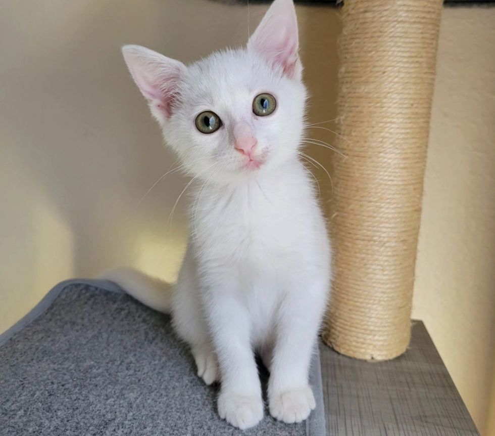 kitten cat tree