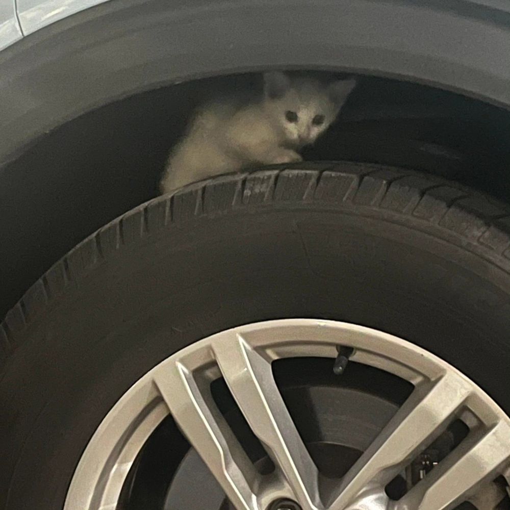 stray kitten car tire