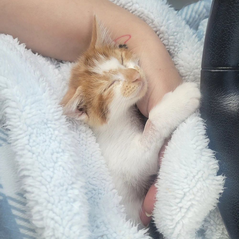 kitten snuggles sleeping