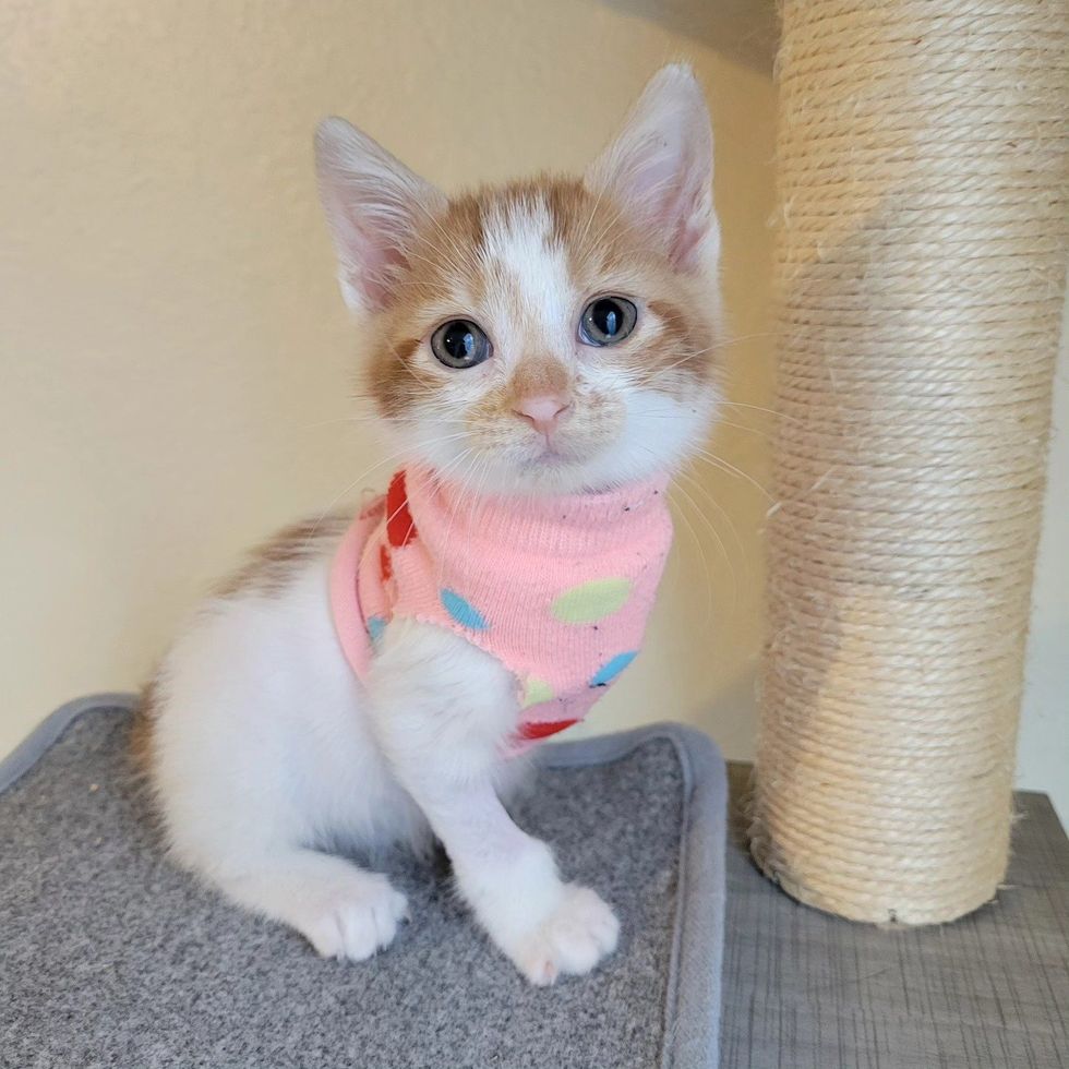 kitten three legged