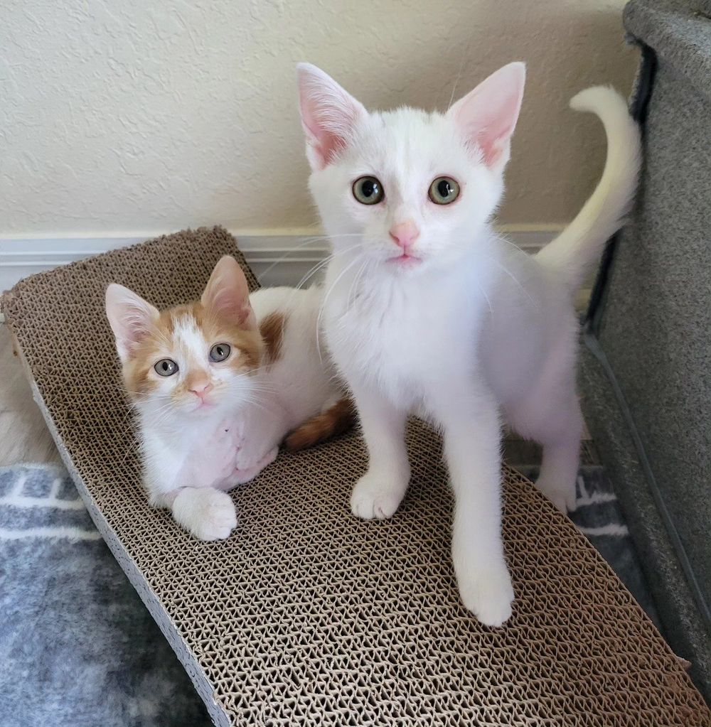 kittens three legged friends