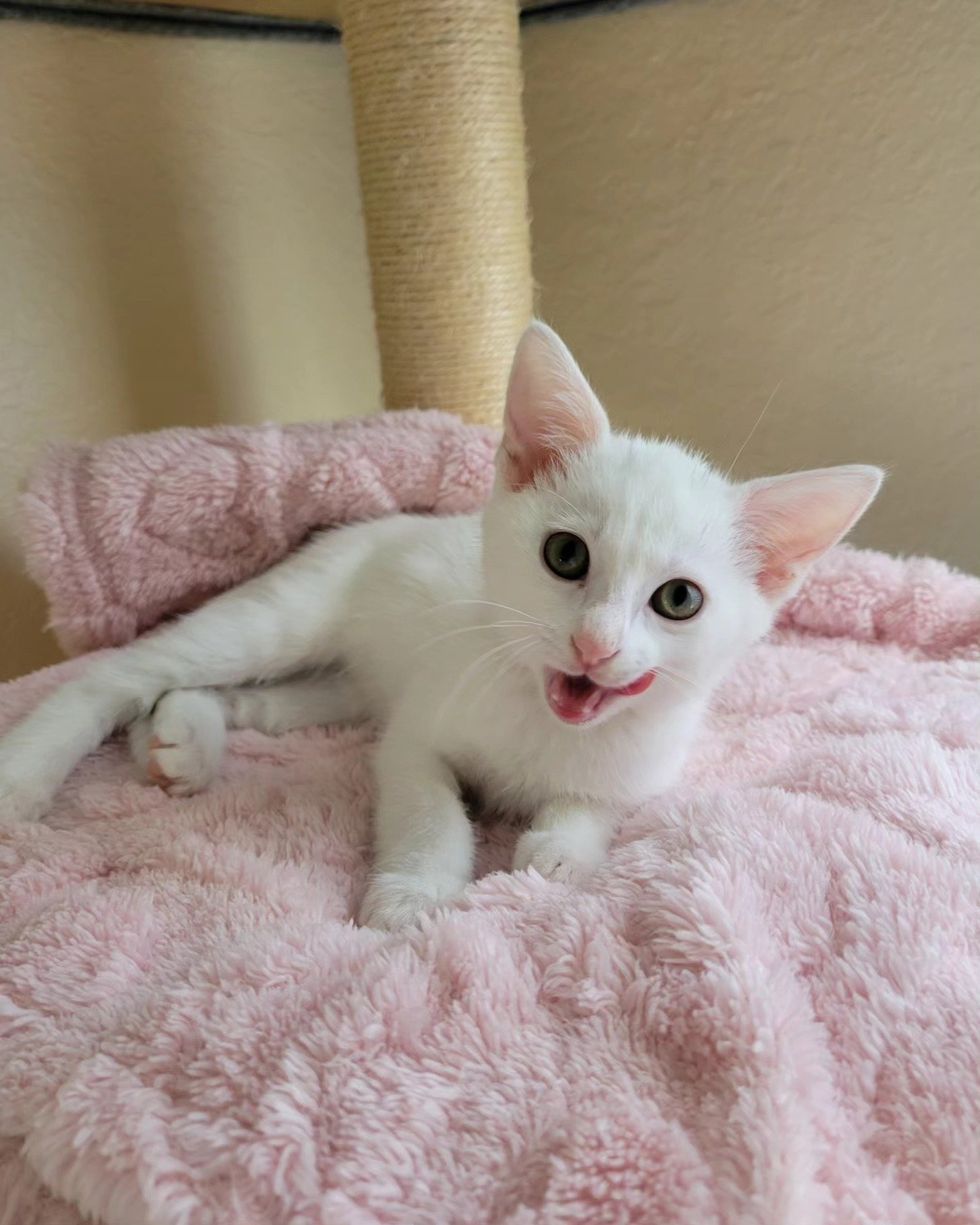 kitten tongue happy