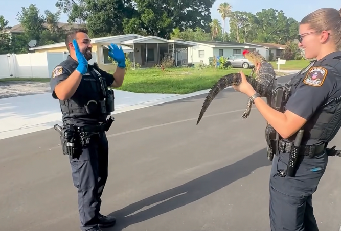 florida, florida gator, new york vs florida, cops, funny videos, funny police videos, wholesome