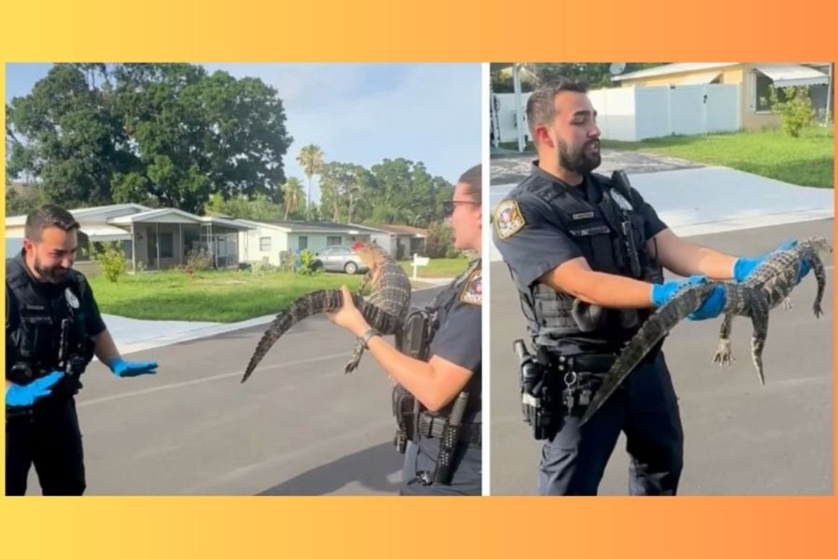 florida, florida gator, new york vs florida, cops, funny videos, funny police videos, wholesome