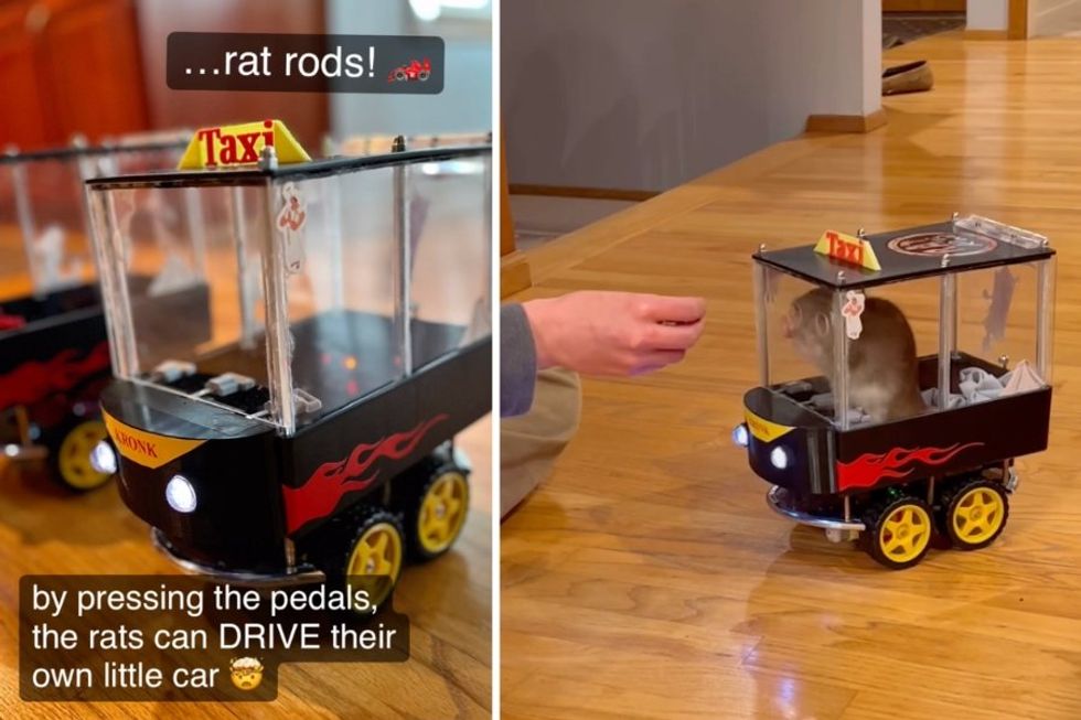 Family teaches their rats to drive tiny electric cars because, oddly, it's good for them