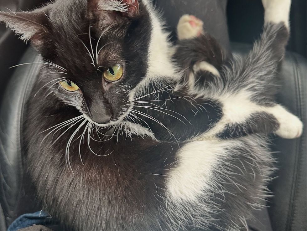 tuxedo cat safe