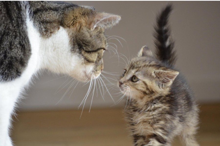 cat, cat mom, mama cat, kitten, maternal instincts