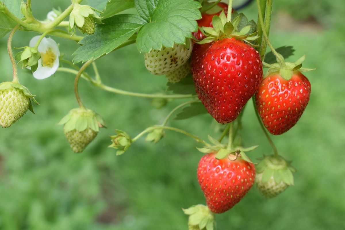 landscaping, garden, strawberries, fruit trees, gardening