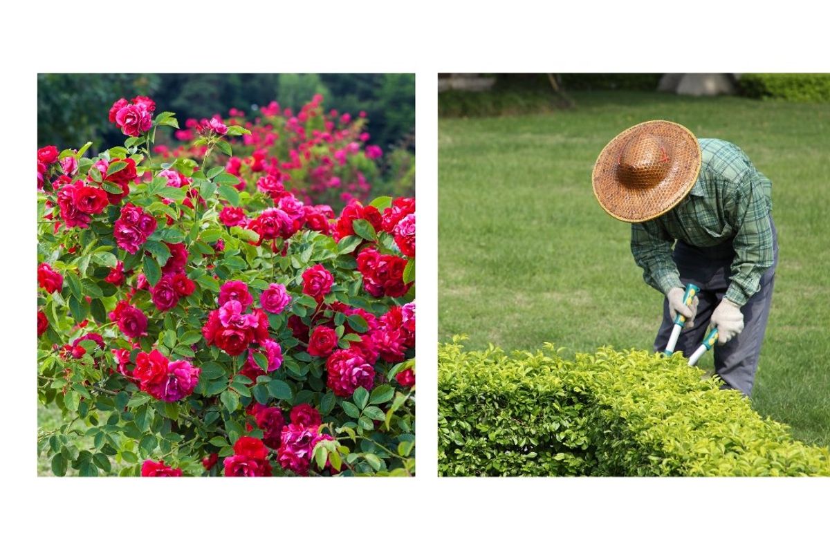 rose garden, landscaper, garden, gardener, yard