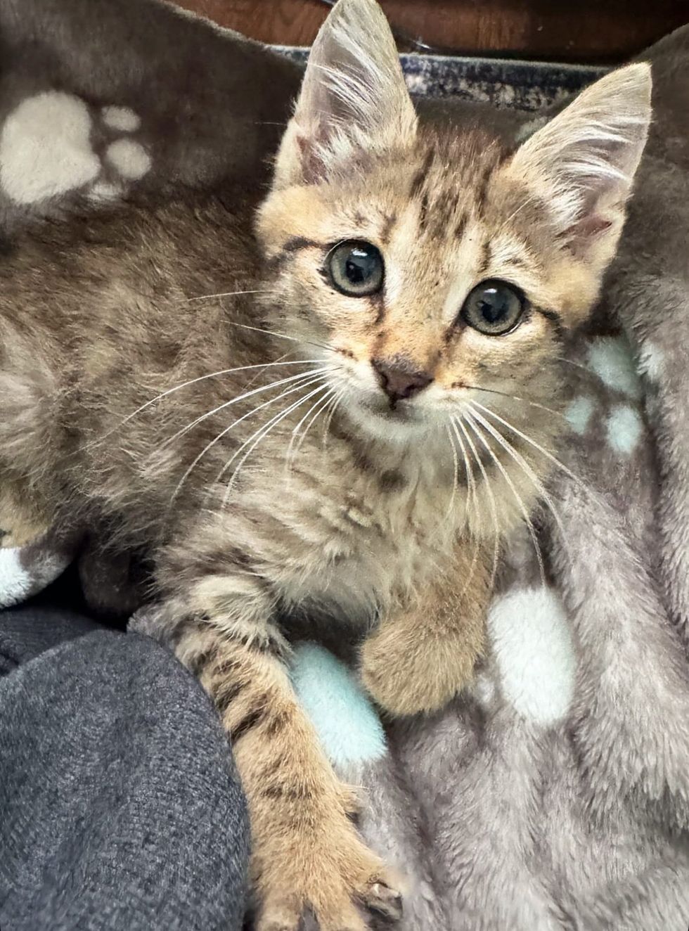 tabby kitten lap cat
