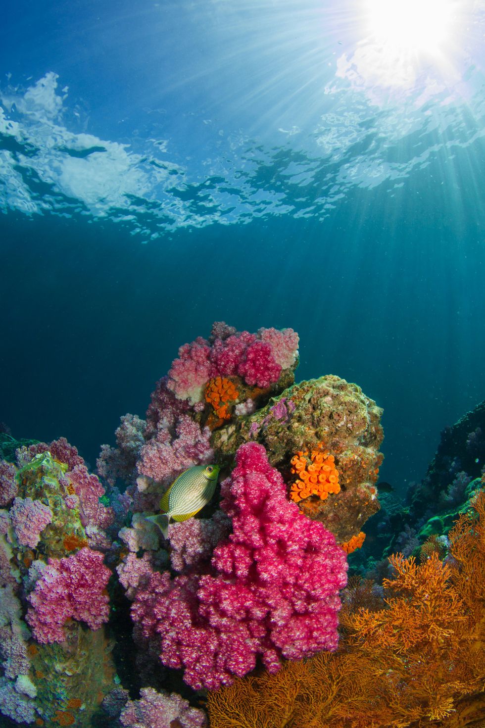 Amazing ocean facts you never learned in school