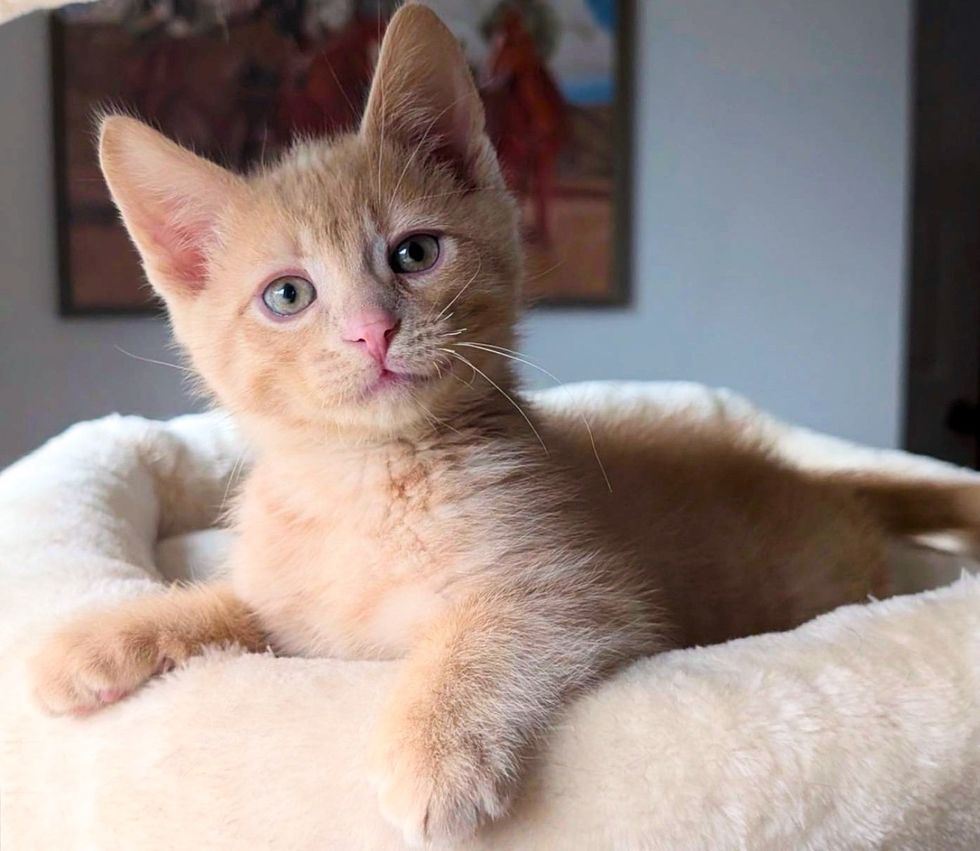 cream kitten cute