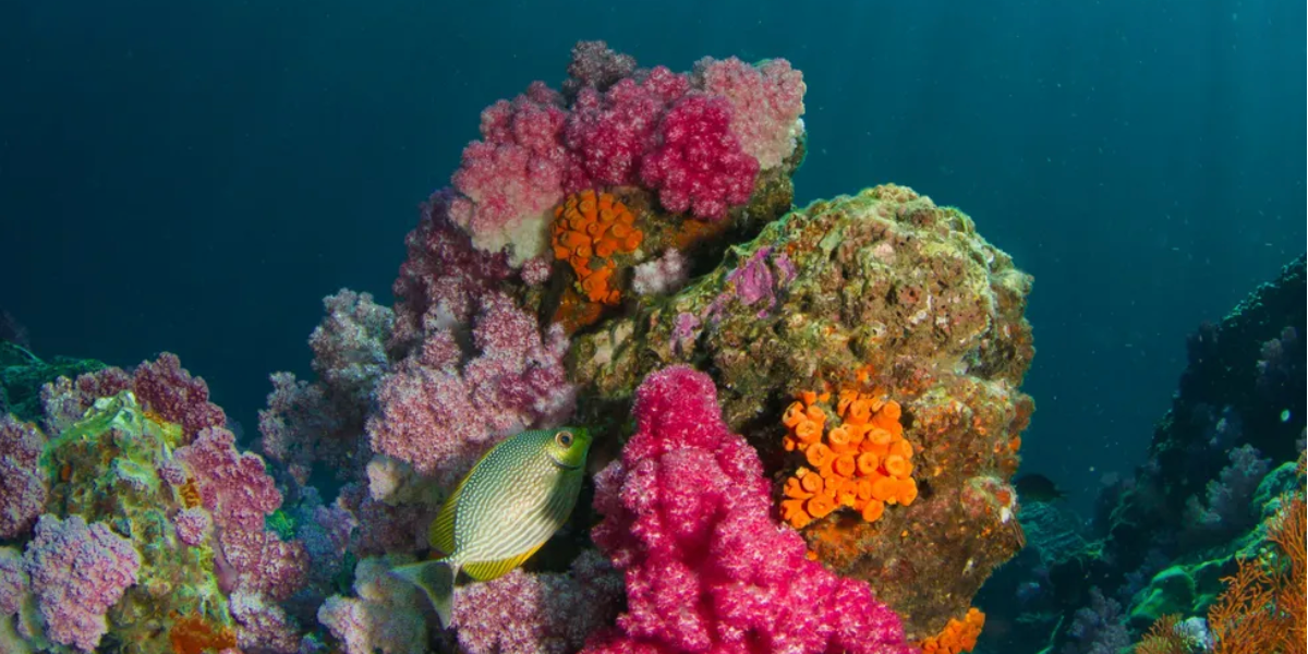 Amazing ocean facts you never learned in school