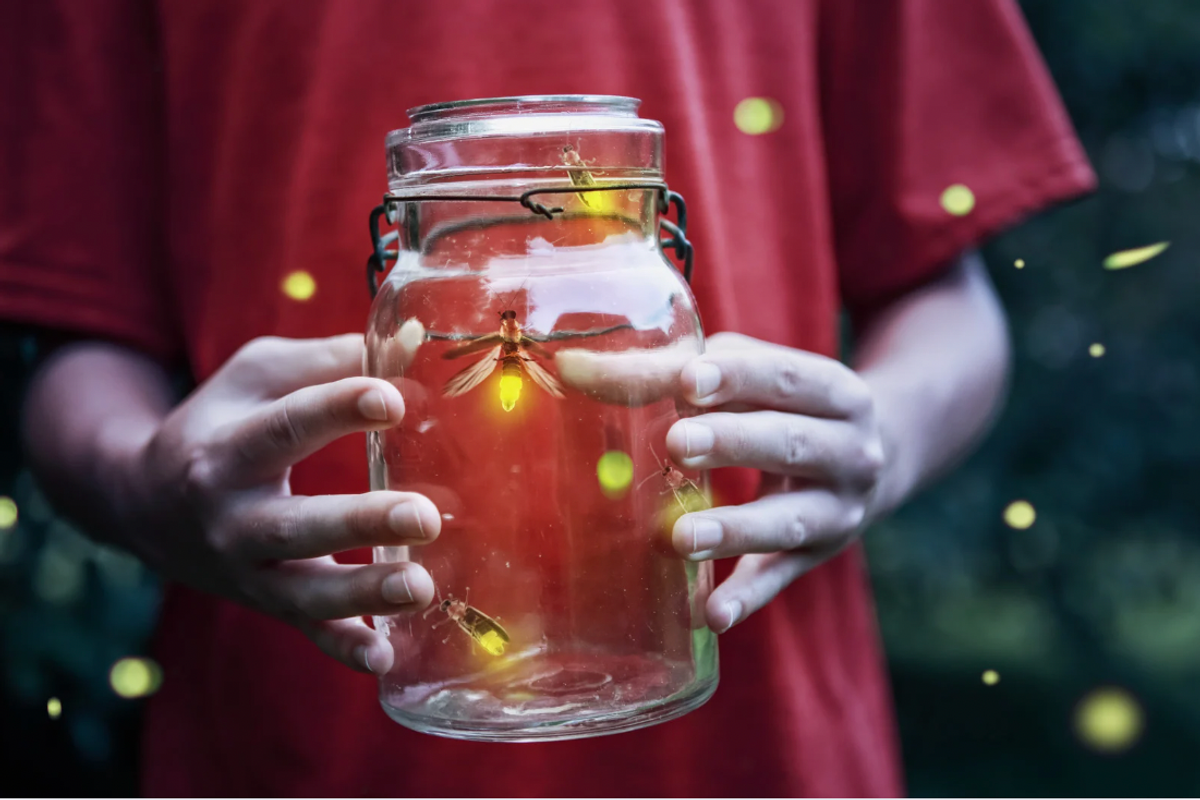 fireflies, fireflies extinct, firefly conservation, environment friendly pesticides, where to see fireflies,