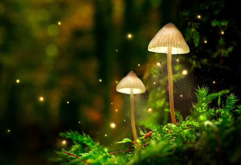 fireflies, fireflies extinct, firefly conservation, environment friendly pesticides, where to see fireflies,