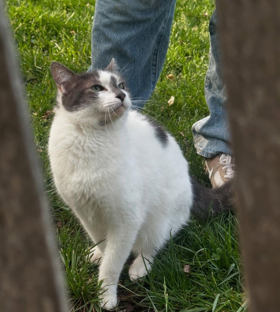 stray cat lawn