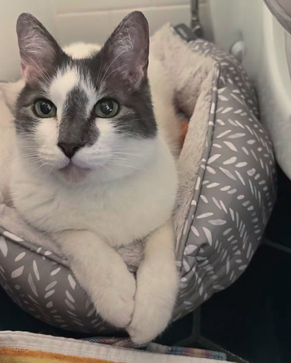 cat bed nestled
