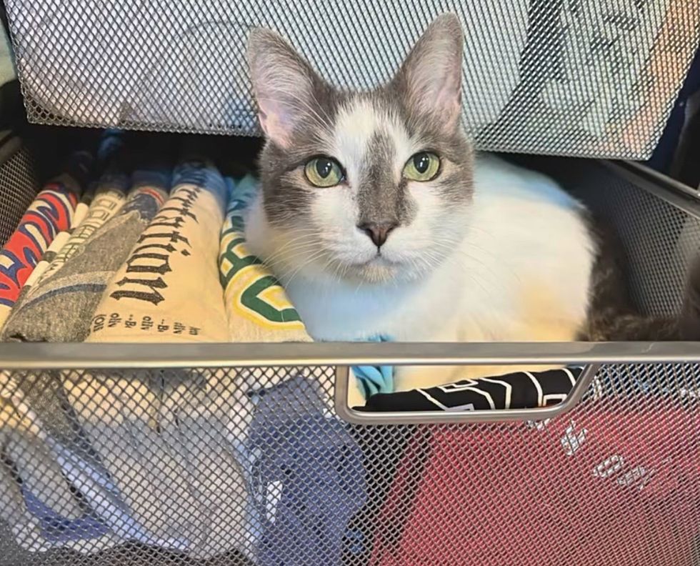 cat drawer nestled