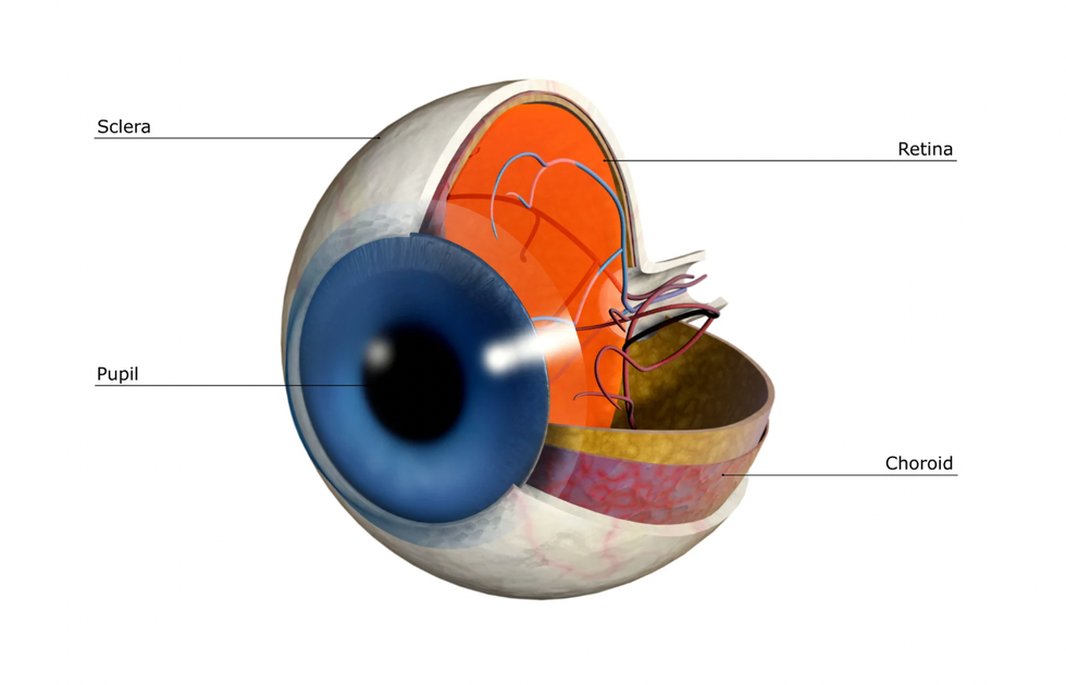 optical illusion, reddit, color perception, color theory, color science, science, cool science