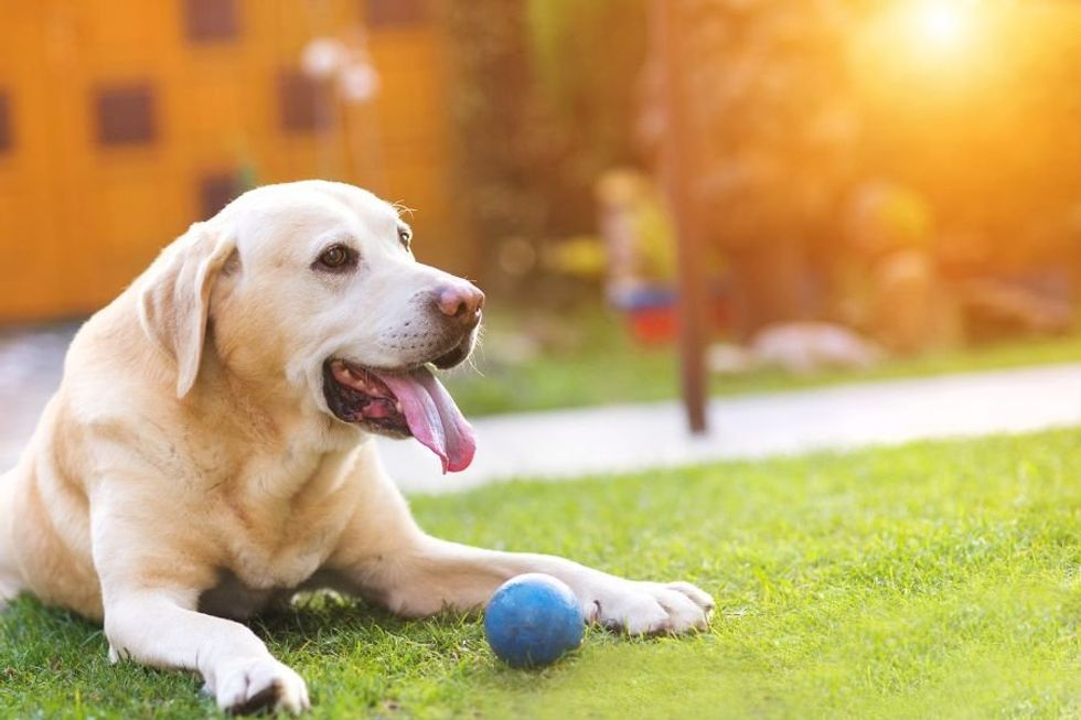 Why do we call it the 'dog days' of summer?' It has nothing to do with our furry friends.