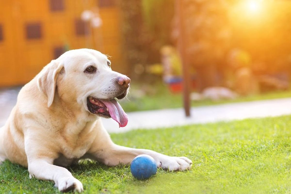 dog days, dog days are over, summer, heat wave, idioms, language, cool history