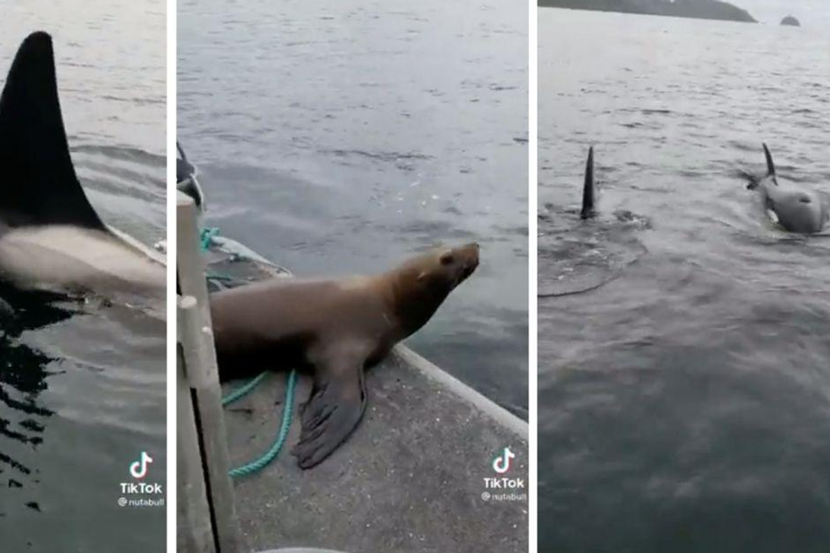 seals, orcas, killer whales, orca attack, boats, pacific northwest,