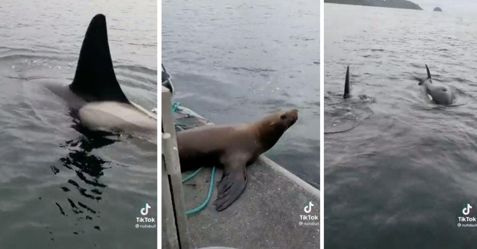 A sea lion hopped on a woman's boat to escape a group of killer whales and the footage is wild