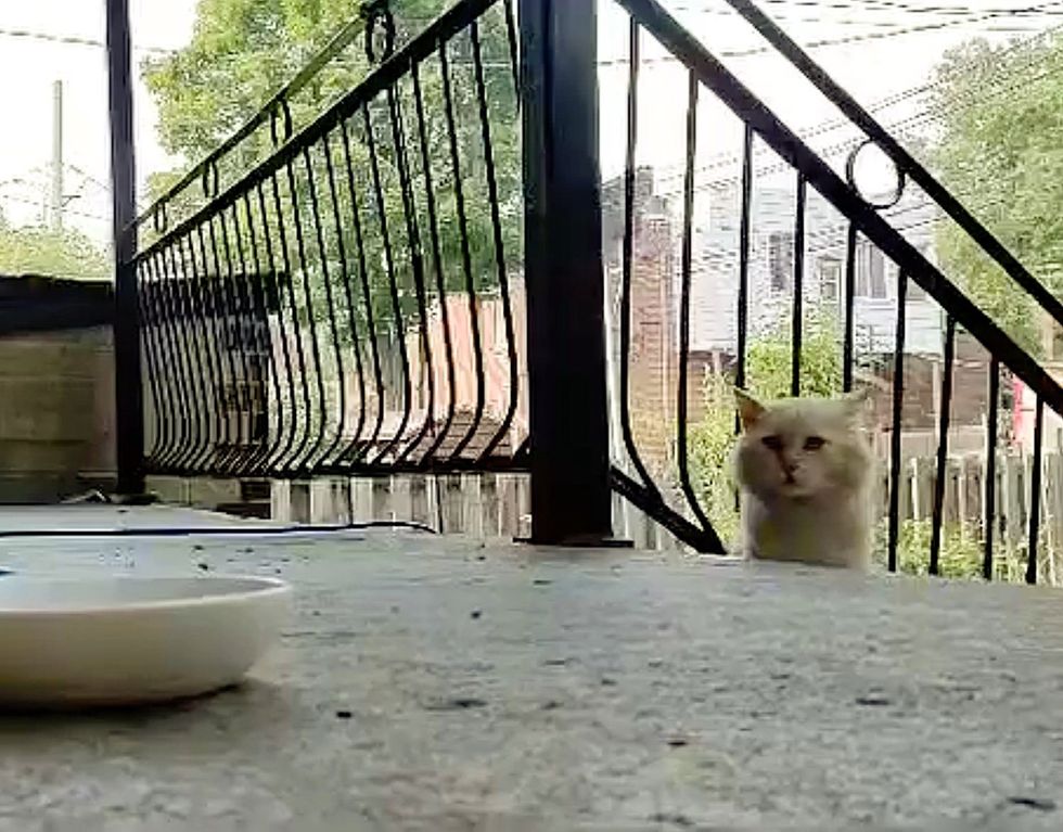 stray cat patio
