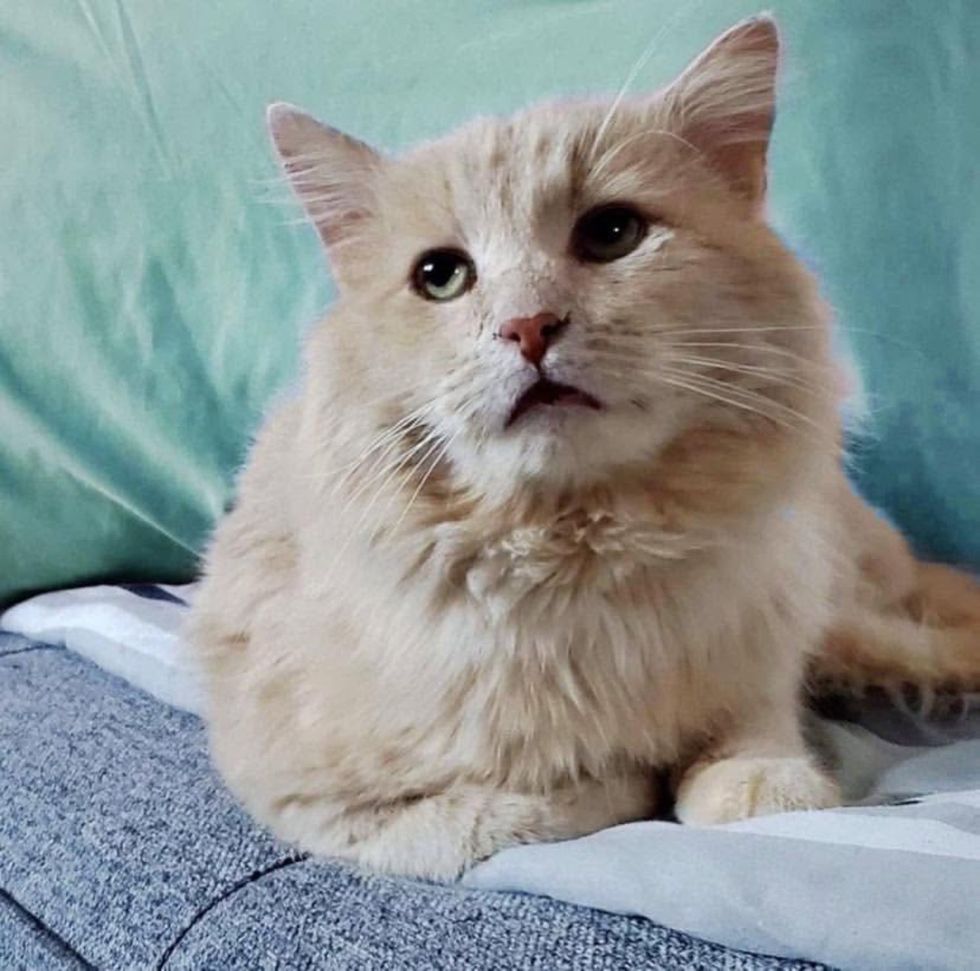 cream cat fluffy